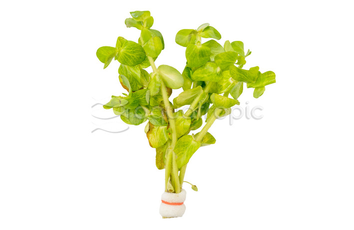 Bacopa lanigera - bunch :: 36889