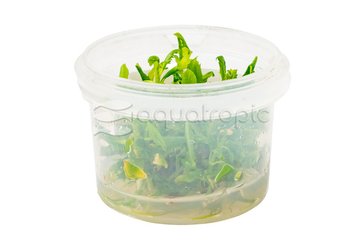 Hygrophila difformis Cup AT :: 48250
