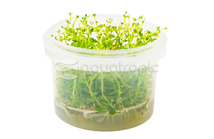 Rotala rotundifolia Orange Cup AT :: 63877