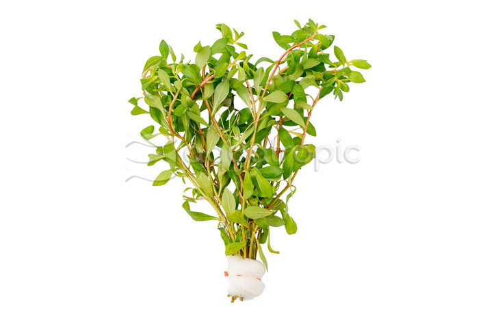 Ludwigia brevipes - bunch :: 90828