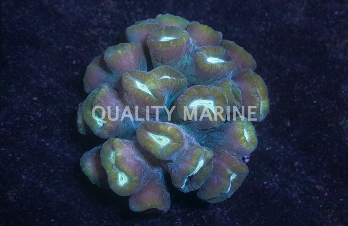Curvata Trumpet Green :: 45525