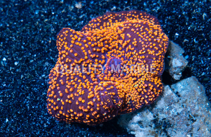 Mushroom Aussie Red Super Stellar :: 40134