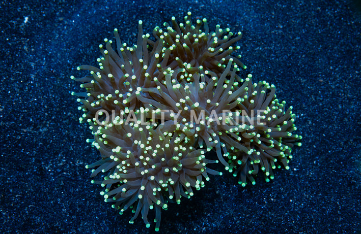Torch, Green w/Yellow Tips :: 53452