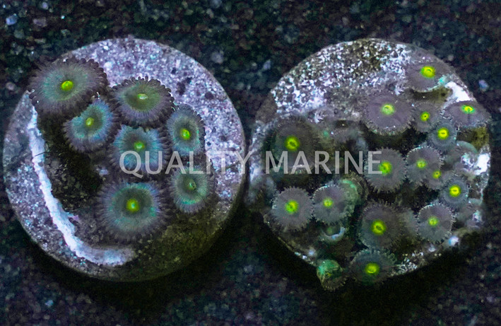 Blue/Green Zoa Frag :: 14400