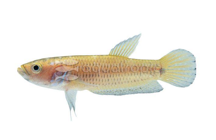 Candy Betta, Male :: 62875