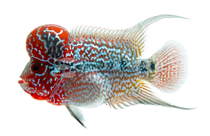 Flowerhorn (Grade A) :: 26078