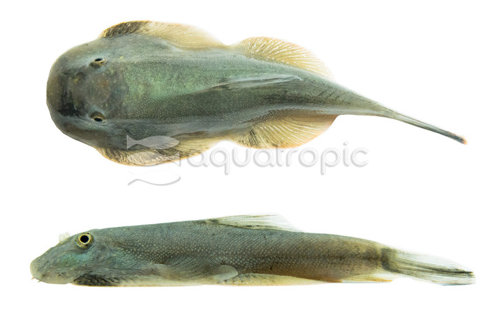 Borneo Sucker Filiusia Tigris :: 12174