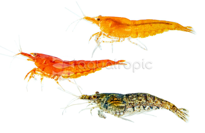 Neocaridina Jelly 'Golden/Orange Eye' Mixed :: 87327