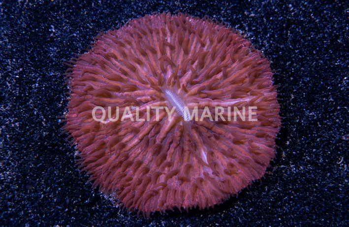Plate Colored :: 84246