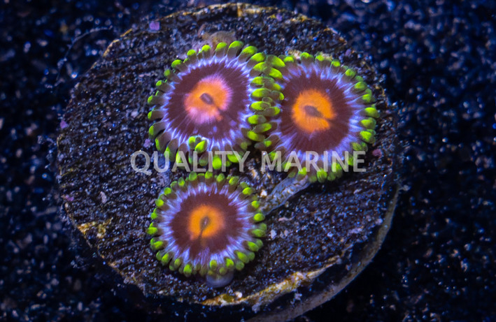 Zoa, Ultimate Blowpop :: 36212