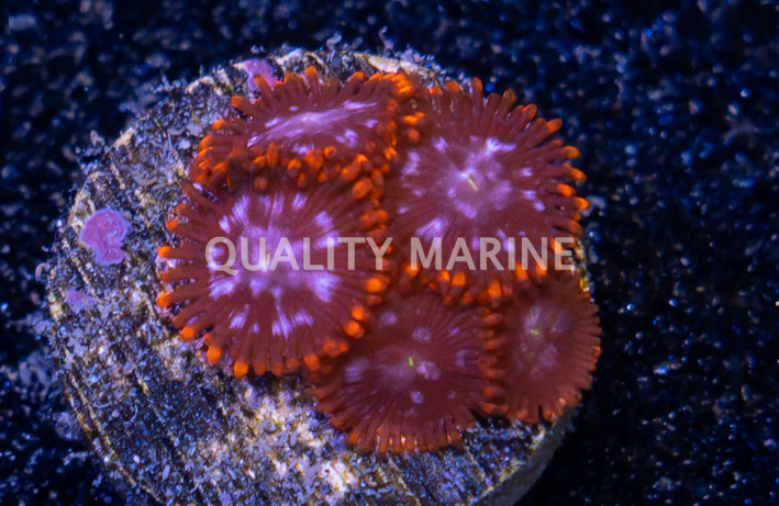 Zoa, Fire & Ice :: 56172