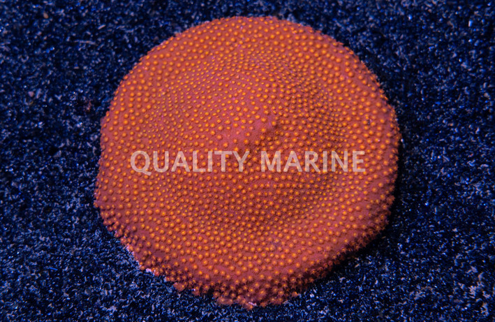 Porites, Encrusting Orange :: 88103