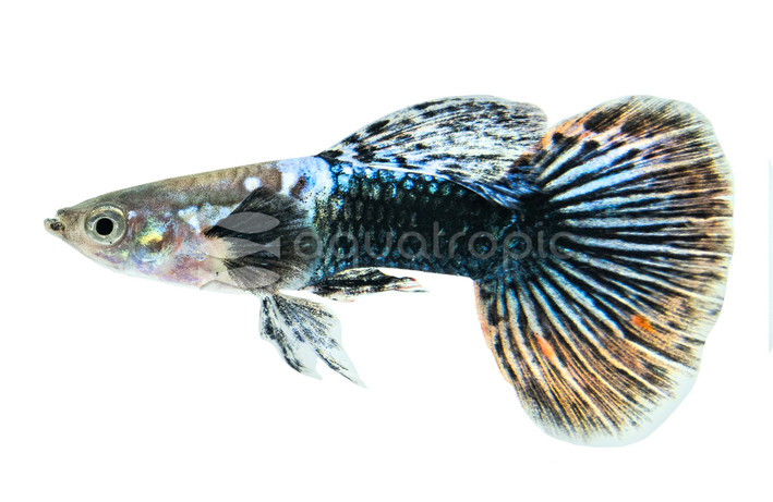 Dumbo Ear Blue Dragon Male :: 26381