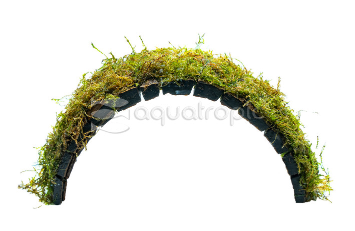 Java Moss on Coco Shell Bridge :: 68107