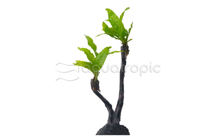 Microsorum sp on Resin Tree :: 87767