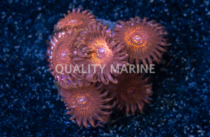 Zoa, Night Crawler :: 10354