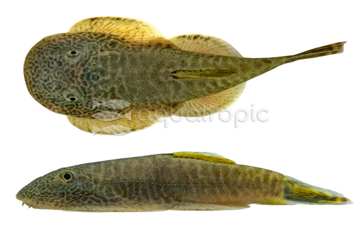 Borneo Sucker Yellow Leopard :: 28183