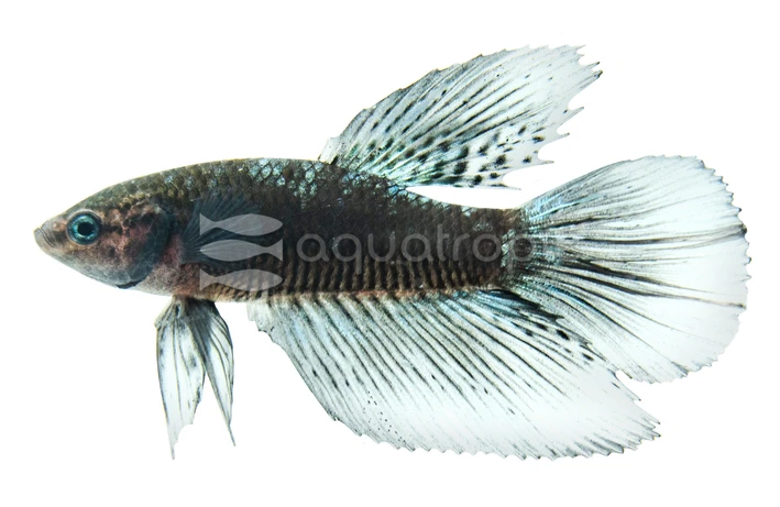 Halfmoon Black Light, Male :: 66737