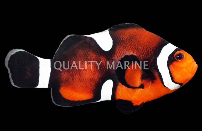 Misbar Mocha Ocellaris Clownfish, QM Labs :: 78647