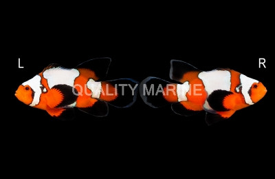 Ocellaris, Longfin Snowflake, QM Labs :: 30443