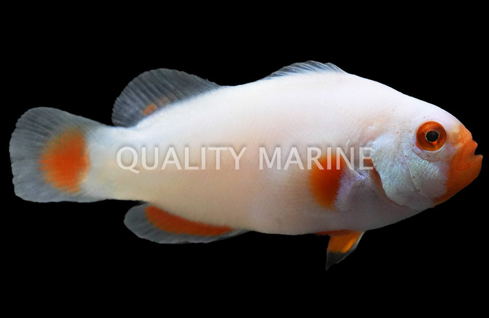 Platinum Percula Clownfish, QM Labs :: 14192