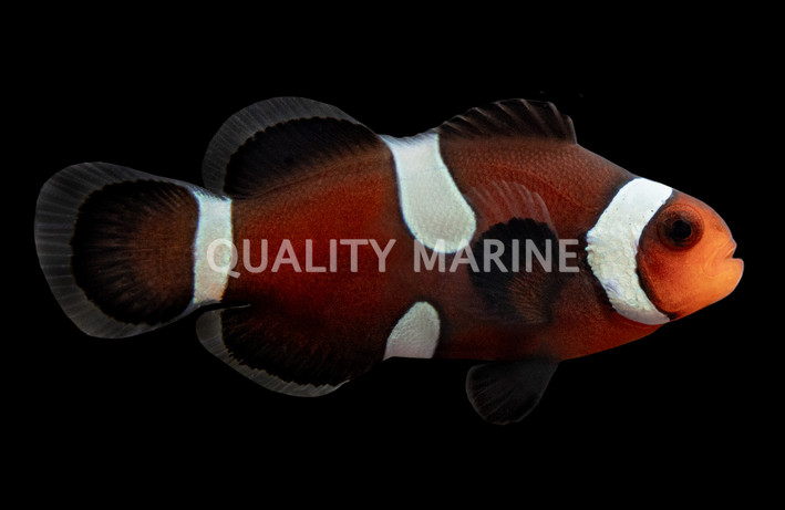 Ocellaris, Darwin Misbar, QM Labs :: 14150