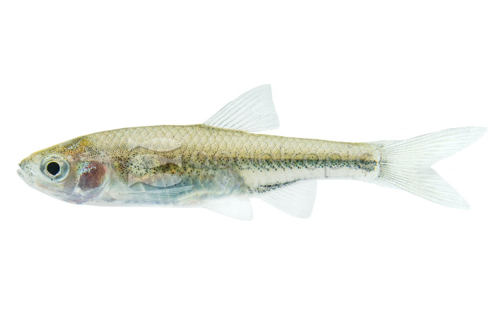 Red Shiner Minnow, Male :: 46007
