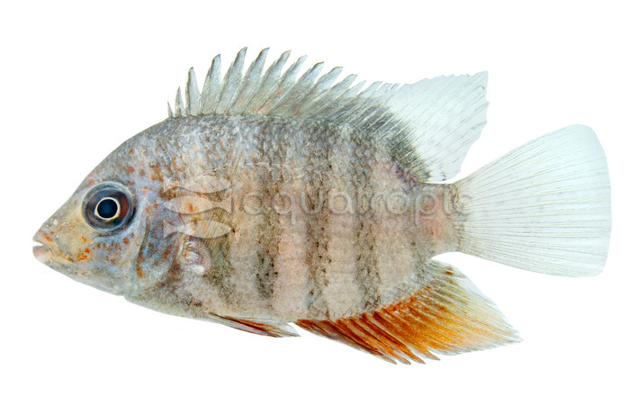Severum Red-necked :: 43261