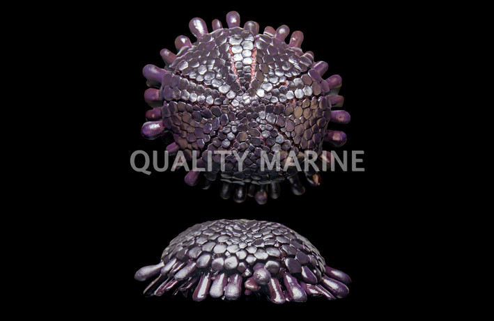 Shingle :: 43186