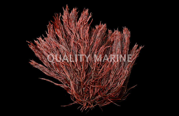 Gracilaria, Red Hawaiian :: 18803