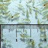 Brine Shrimp Slice  :: 0731060