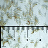 Gamma Brine Shrimp Plus Aloe Vera Slice :: 0731130