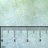 Copepod Blister Pack :: 0729020
