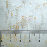 Gamma Red Plankton (Calanus) Blister Pack :: 0729230