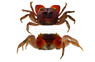 Red Apple Crab :: 20103
