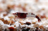Red & Blue Rili Shrimp :: 20018