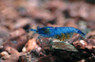 Blue Variant Rili Shrimp :: 20025