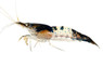 Carbon Rili Shrimp :: 20083