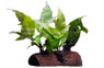 Plant on Coco Husk :: 80200