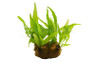 Plant on Coco Mat :: 80201