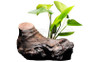 Anubias on Driftwood :: 80209
