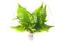 Asian Bolbitis Broadleaf Fern (rooted) :: 80219