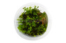 Rotala wallichii Cup AT :: 80531