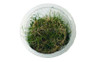 Eleocharis parvula Cup AT :: 80554