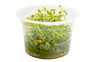 Ludwigia repens 'Rubin' Cup AT :: 80573