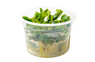 Bucephalandra 'Green' Cup AT :: 80595