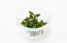 Bucephalandra 'Green' Cup AT :: 80595