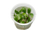 Anubias gigantea Cup AT :: 80700