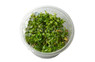 Ludwigia Dark Orange Cup AT :: 80763