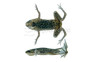 Dwarf African Frog :: 01000